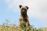 CAIRN TERRIER 505